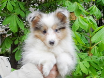 puppies