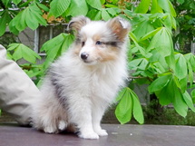 puppies