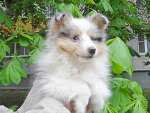puppies