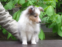 puppies