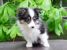 puppies
