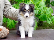 puppies