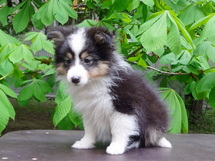 puppies