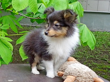 puppies