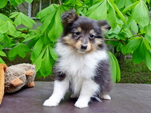 puppies