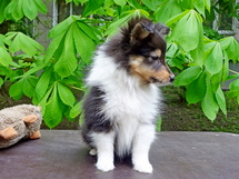 puppies