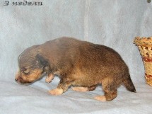 puppies