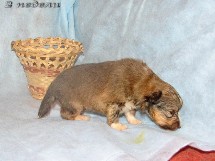 puppies