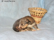 puppies