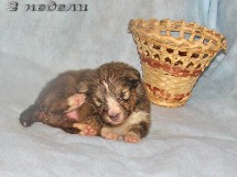 puppies