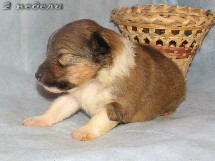 puppies
