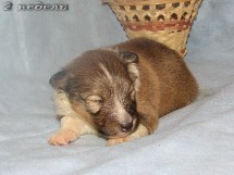 puppies
