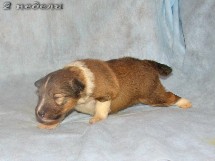 puppies