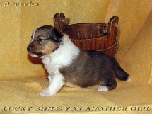 puppies