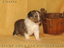 puppies