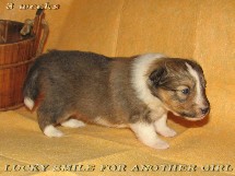 puppies