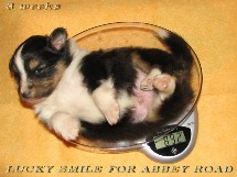 puppies
