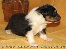 puppies