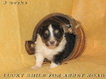 puppies