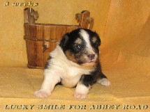 puppies