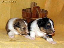 puppies