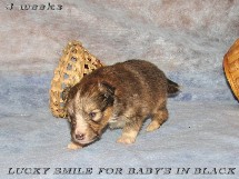 puppies