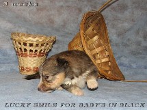 puppies