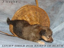 puppies