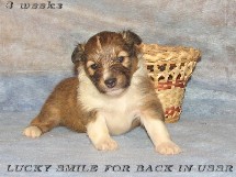 puppies