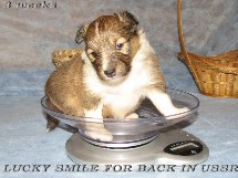 puppies