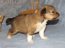 puppies