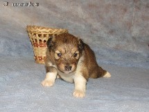 puppies