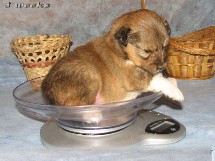 puppies