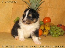puppies