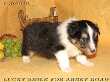 puppies