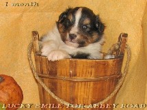 puppies