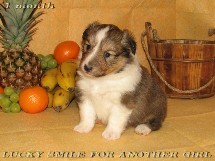 puppies