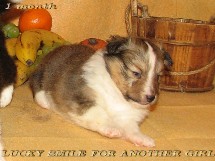 puppies