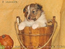 puppies