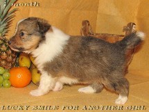 puppies