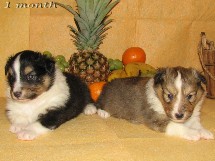 puppies