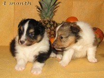 puppies