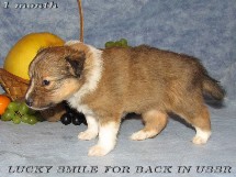puppies