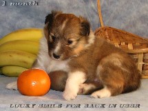 puppies