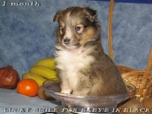 puppies