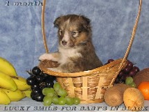 puppies