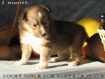 puppies