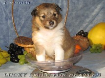 puppies