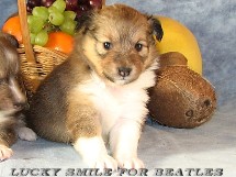 puppies