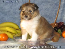 puppies